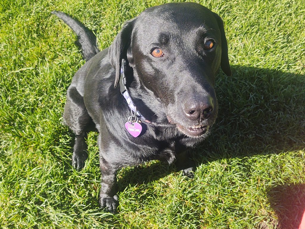 The most adorable black lab